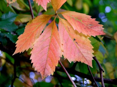 Autumn leaves