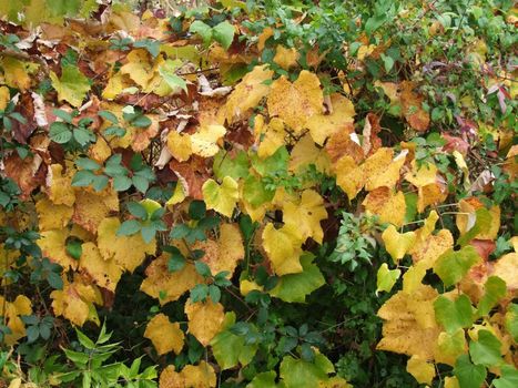 Autumn leaves