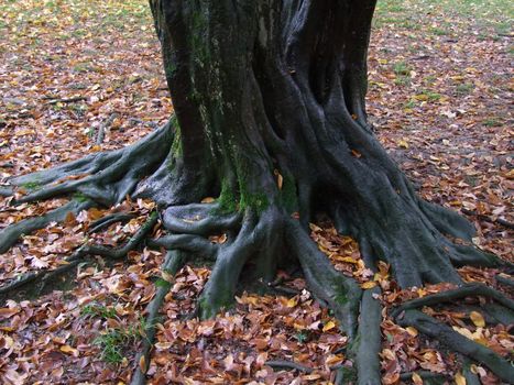 Roots