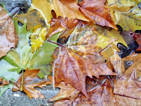 Autumn leaves