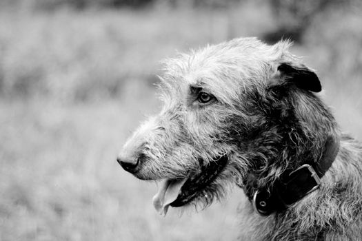 A black-and-white portrait of irish wolfhound
