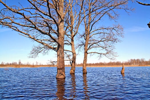 tree in water