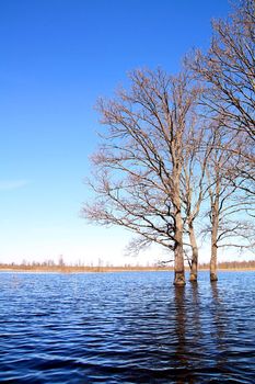 tree in water