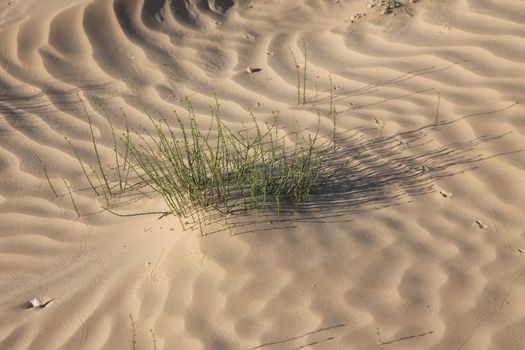Alone plant growing in the desert