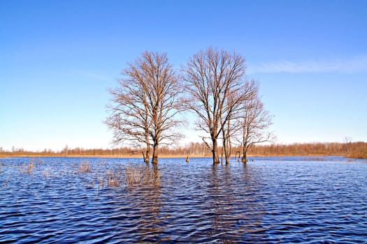 tree in water