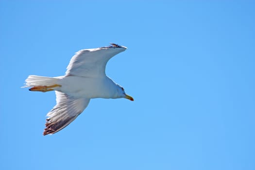 one seagull flying in the blue sky