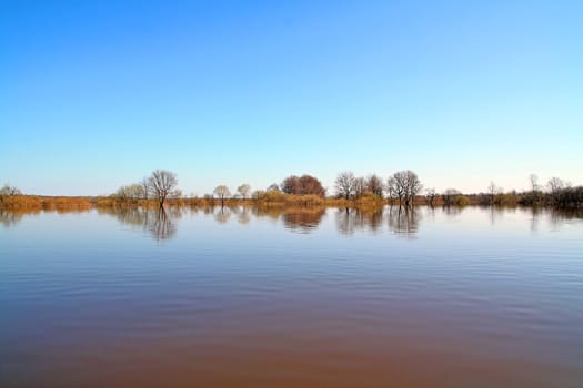 tree in water