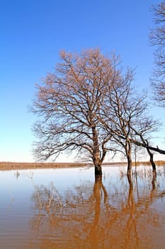 tree in water