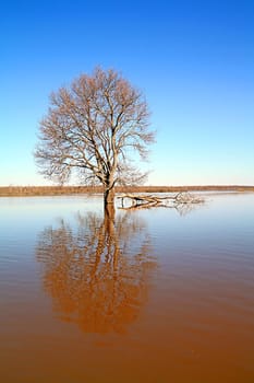tree in water