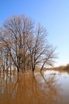 tree in water