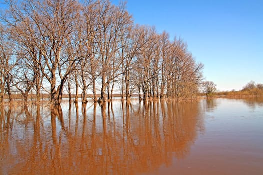 tree in water