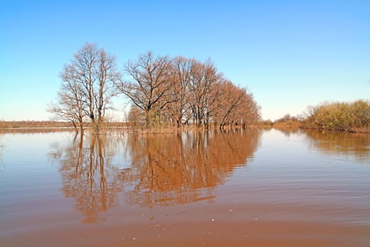 tree in water