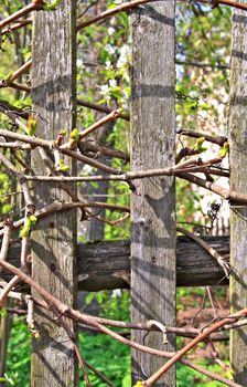 wild grape on old fence