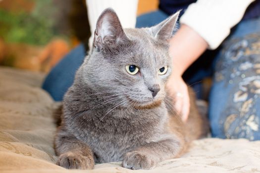 A gray cat and a women hand
