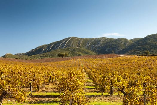Rows of vineyard in autumn. Natural Park of Arrabida.