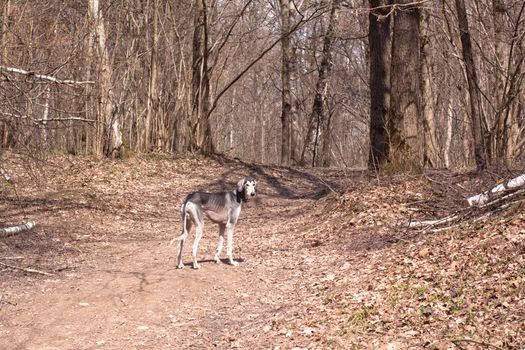 A standing young smooth saluki in the spring forest
