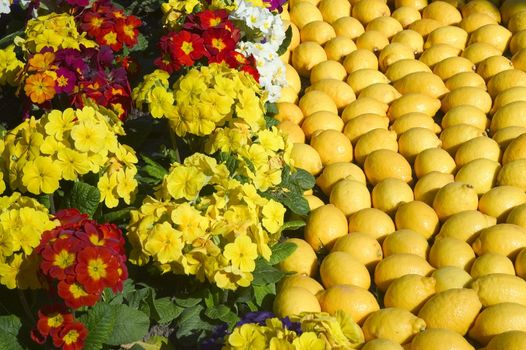 With this occasion the gardens are the theater of construction of monument out of oranges and lemons on a different topic each years.