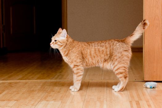 A young ginger tabby cat on the floor
