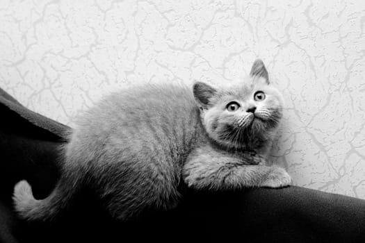 A British kitten lying on textile background
