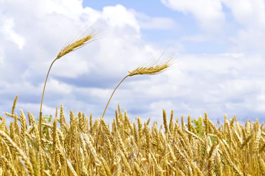 ears of wheat against the sky with clouds