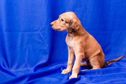 A brown saluki pup sitting on blue background
