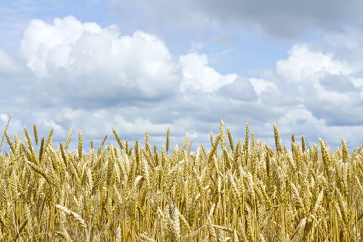 ears of wheat against the sky with clouds