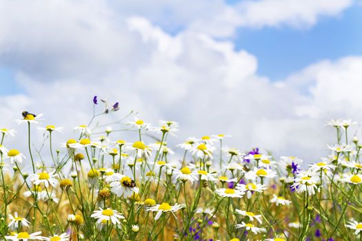 white daisies on blue sky with clouds