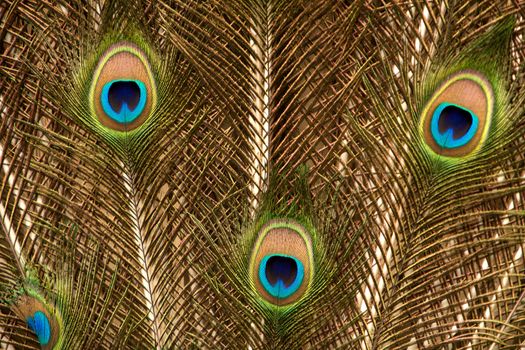 Peacock tail feather in gold, green and blue colours