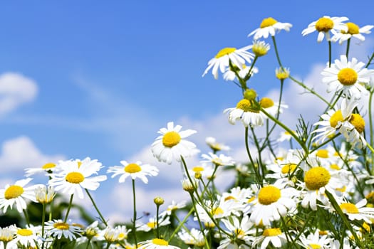 white daisies on blue sky with clouds