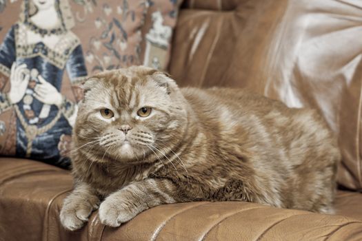A scottish fold cat lying on leather sofa
