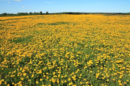 dandelions on field