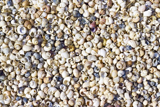 background of colorful seashells on the shore