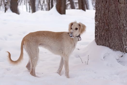 A white hound pup in a winter park
