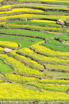 Blooming rapeseed fields in the spring