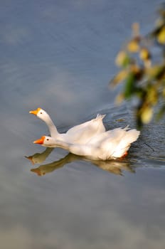 A couple of geese swimming in the river