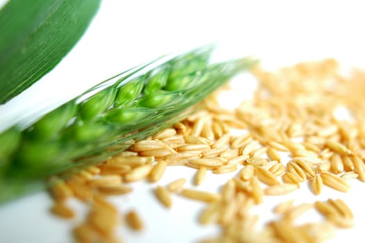Closeup view of green wheat ears on a white background