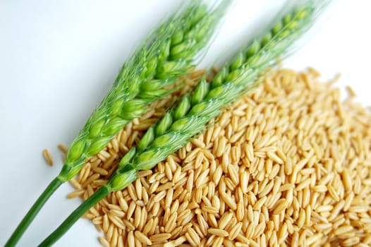 Closeup view of green wheat ears on a white background