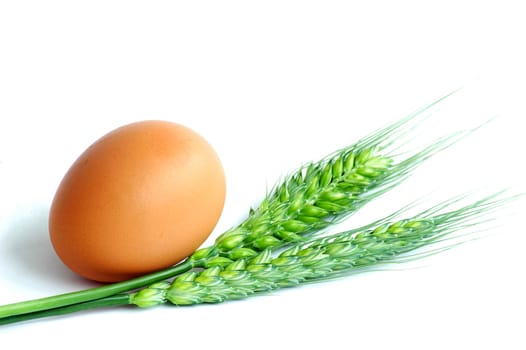 Egg and green wheat ears on a white background
