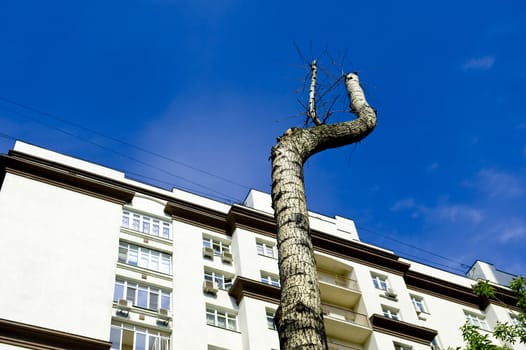 Lonely tree in the sity taken in Moscow, Russia