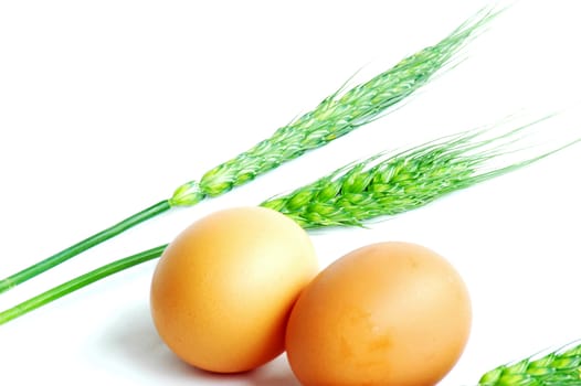 Egg and green wheat ears on a white background