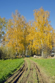Rural road, autumn birches and several colored hives among them.