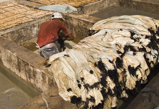 Man working at a traditional tannery in Marrakesh in Morocco