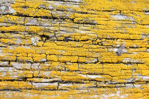 Yellow mossy growth on textured wood surface