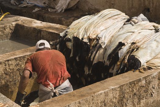 Man working at a traditional tannery in Marrakesh in Morocco