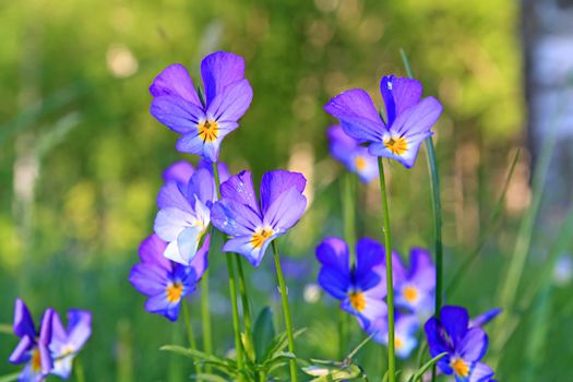 violets on field