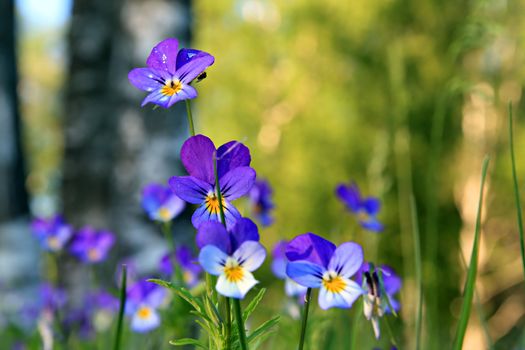 violets on field