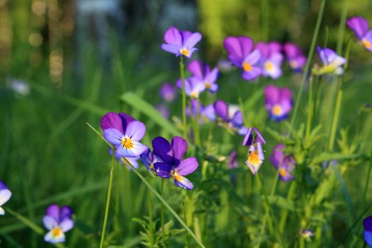 violets on field