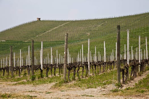 Barbera vineyard during spring season, Monferrato area, Piedmont region, Italy