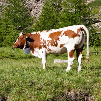 Italian cows during a sunny day close to Susa, Piedmont, Italian Alps