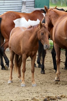 Beatiful brown horses on farm with one foal